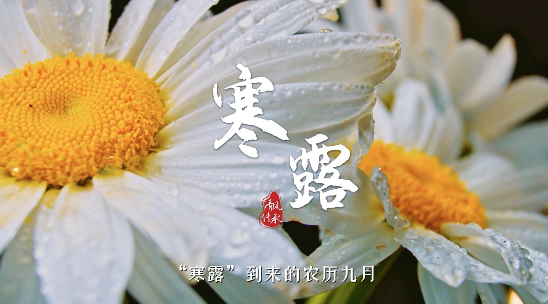 清风·传承 |寒露：君当如菊 高洁勇毅